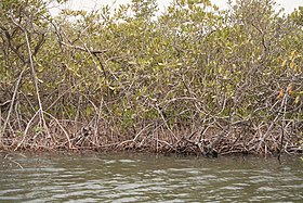 Rhizophora mangroves