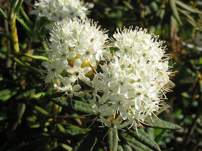 Flore du Québec :: = Thé du labrador [Rhododendron groenlandicum]