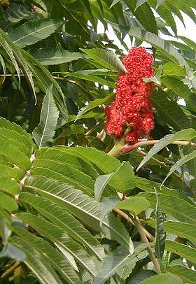 Rhus-typhina4.jpg