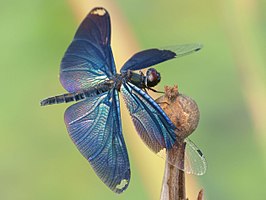 Rhyothemis fuliginosa