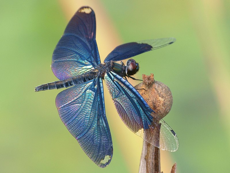 File:Rhyothemis fuliginosa.JPG