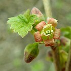 Ribes nigrum 2019-04-11 9539.jpg