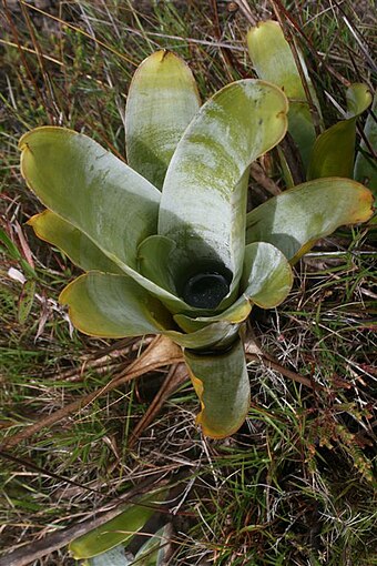 Brocchinia reducta: a carnivorous bromeliad
