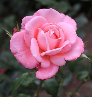 <i>Rosa</i> New Zealand Rose cultivar