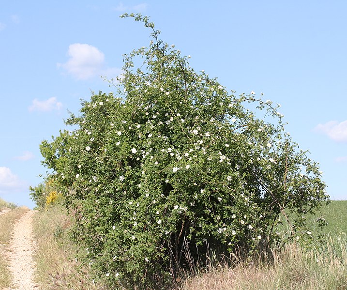 File:Rosa canina plant (15).jpg