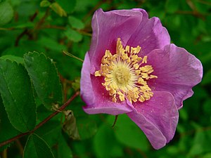 Rosa nutkana 07513.JPG