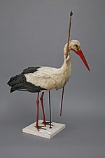 Miniatura Pfeilstorch