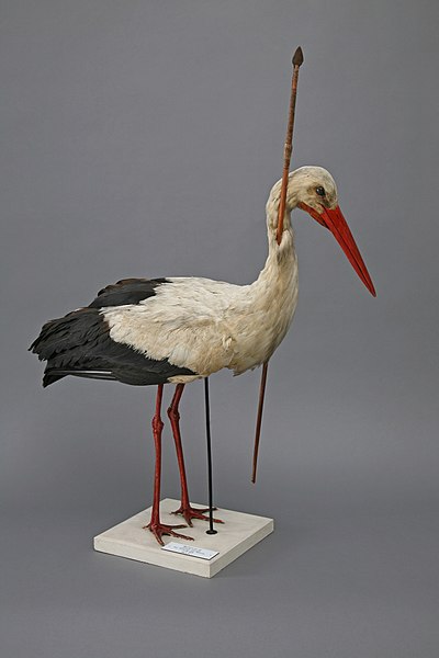 The Rostocker Pfeilstorch, found in 1822, demonstrated that birds migrated rather than hibernating or changing form in winter.