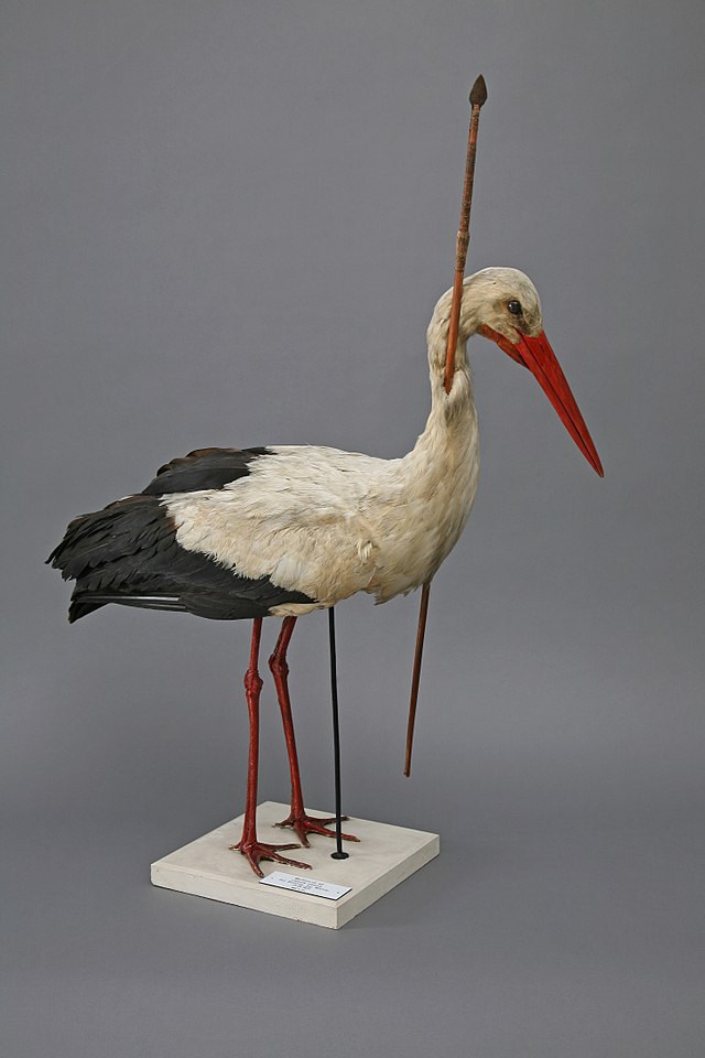 Photographie d'une cigogne empaillée avec une flèche plantée dans son cou.