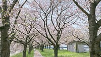 桜並木道のトンネル