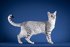 Cat coat genetics - Wikipedia