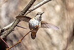 Thumbnail for File:Rufous hummingbird (61563).jpg