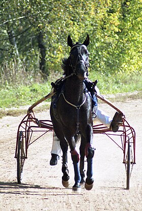 Trotter rusesc negru în tâmpit.