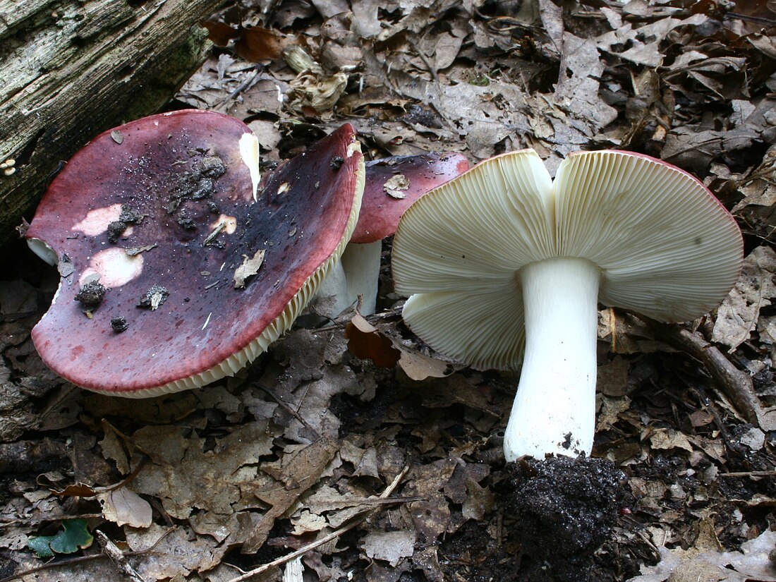 Russula atropurpurea