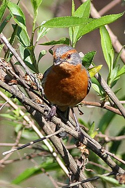 Rusty-browed Warbling-Finch (8077592723).jpg