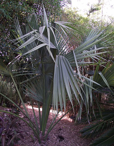 Sabal rosei.jpg