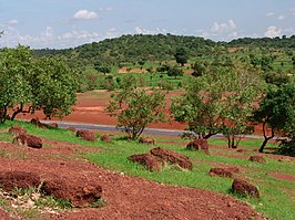 Landschap met acacia's en een baobab