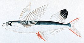 Азиатско-американский короткокрыл (Parexocoetus brachypterus)