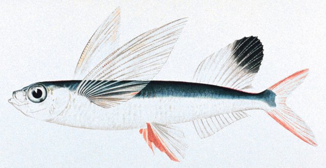 https://upload.wikimedia.org/wikipedia/commons/thumb/7/72/Sailfin_flyingfish.jpg/640px-Sailfin_flyingfish.jpg