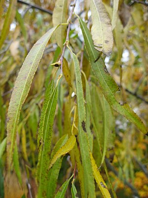Листья ивы драконьей (сорт Salix udensis 'Sekka')