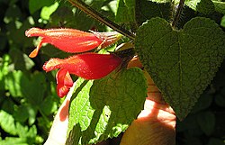 Salvia disjuncta, the Southern Mexican Sage. (12575916725).jpg