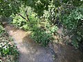 Olmos Creek (left) joins with San Antonio Springs (right) to form the San Antonio River