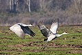 Two sandhill cranes (Antigone canadensis) taking flight along River Road in Butte County, California.