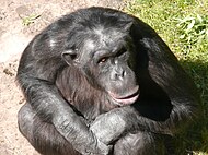 O chimpanzé Santino