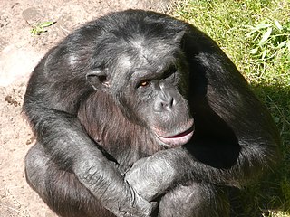 Santino, el chimpancé lanzador de piedras del Zoo de Furuvik