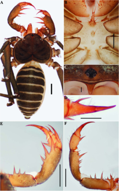 Description de l'image Sarax cochinensis (10.5852-ejt.2021.772.1505) Figure 141.png.