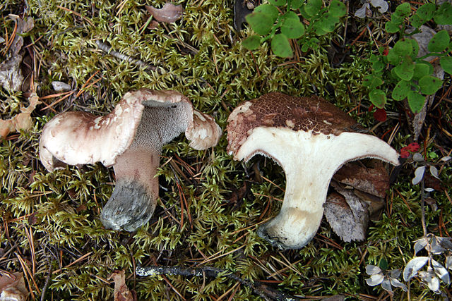 Hydnellum scabrosum mushrooms