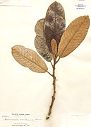 Saurauia avellana.jpg