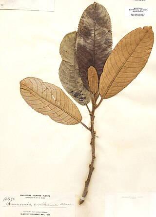 <i>Saurauia avellana</i> Species of flowering plant
