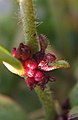 Bulbil detail on another plant