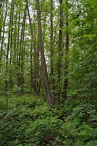 Schleswig-Holstein, Krempermoor, Landschaftsschutzgebiet Geesthang bei Dägeling mit Bockwischer Moor NIK 5999.JPG