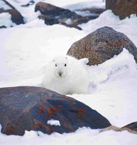 Snowshoe hare