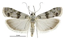 Scoparia s.l. asaleuta female.jpg