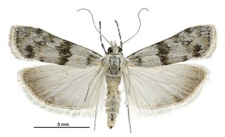 <i>Eudonia asaleuta</i> Species of moth