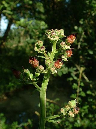 <i>Scrophularia auriculata</i> Species of flowering plant