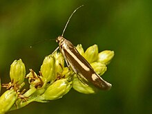 Scythridae - Scythris heinemanni-2.jpg