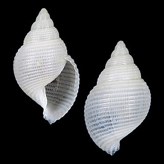 <i>Leucotina knopi</i> Species of gastropod