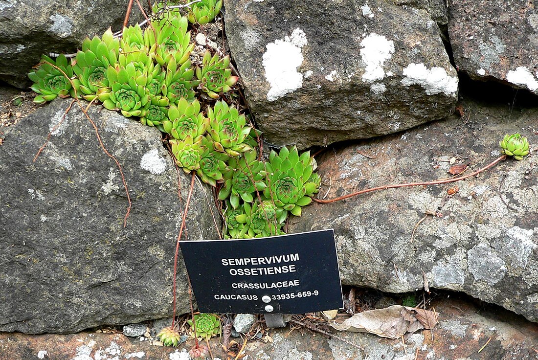 Sempervivum ossetiense