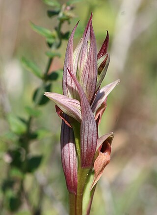 <i>Serapias parviflora</i> Species of orchid