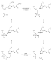 Deutsch: Reaktionsmechanismus der Spaltung einer Peptidbindung durch eine Serin-Protease English: reaction mechanism of the serine protease-catalyzed cleavage of a peptide bond