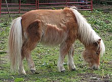 Shetland pony moult1.jpg