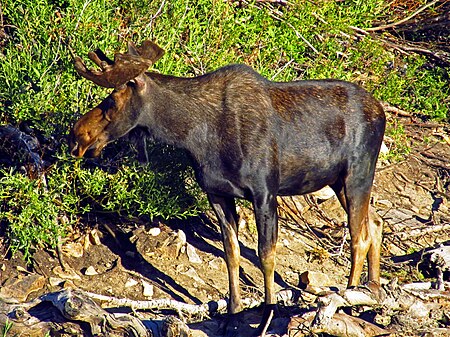 ไฟล์:Shiras_Bull_at_Cecret_Lake_a_07-25-12.JPG