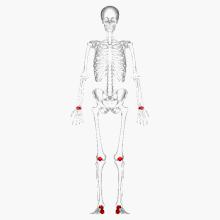 Short bones - animation.gif