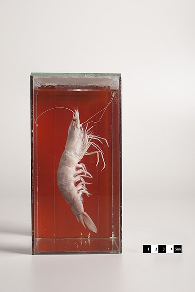 File:Shrimp “Penaeus paulensis”.jpg