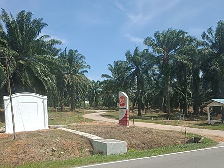 Sime Darby oil palm estate in Port Dickson District