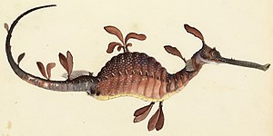 "The leafy sea dragon" (actually weedy seadragon) from William Buelow Gould's Sketchbook of fishes, c. 1832, used by Richard Flanagan in his 2001 novel Gould's Book of Fish Sketchbook of fishes - 11. Leafy sea dragon - William Buelow Gould, c1832 (cropped).jpg